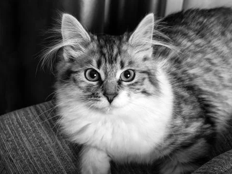 Fluffy gray cat Stock Photos