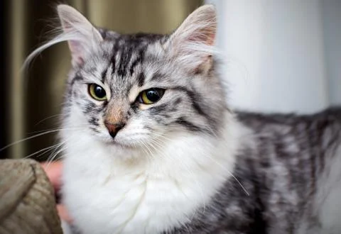 Fluffy gray cat Stock Photos