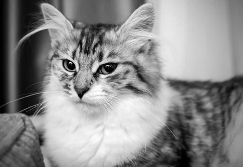 Fluffy gray cat Stock Photos
