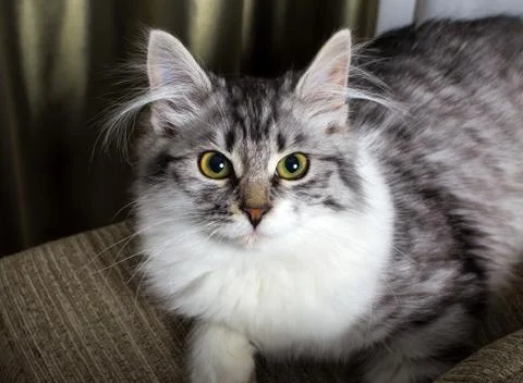 Fluffy gray cat Stock Photos