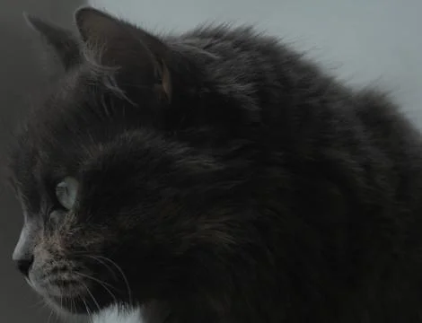 Fluffy gray cat Stock Photos