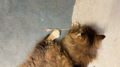A fluffy gray cat playing with a feather on a blue rug Stock Footage 305516065