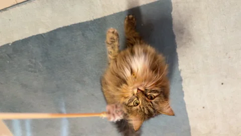 A fluffy gray cat playing with a feather on a blue rug 動画素材 305516258