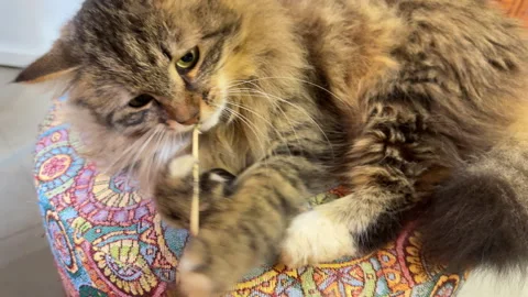A fluffy gray cat playing with a feather on a blue rug Vídeo Stock 305527726