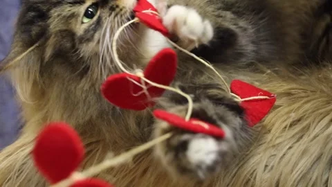Fluffy gray cat playing with handmade felt heart garland on sofa. Cozy home atmo Stock Footage 327973605