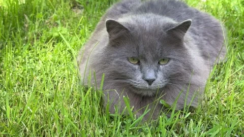 Fluffy Gray Cat Resting on Green Lawn in Summer Garden Stock Footage 336605580