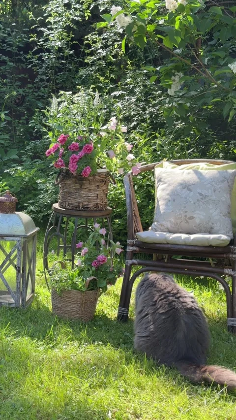 Fluffy Gray Cat Resting Under Garden Chair on Sunny Lawn 스톡 동영상 337343969