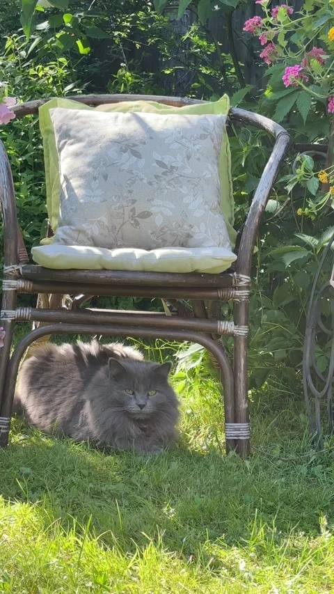 Fluffy Gray Cat Resting Under Garden Chair on Sunny Lawn Видео 337344174