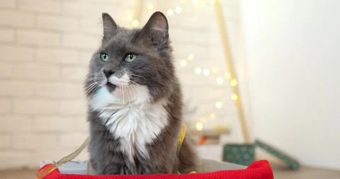 Fluffy gray cat sits inside cardboard box, looking around with tense, anxious Stock Footage 347036893