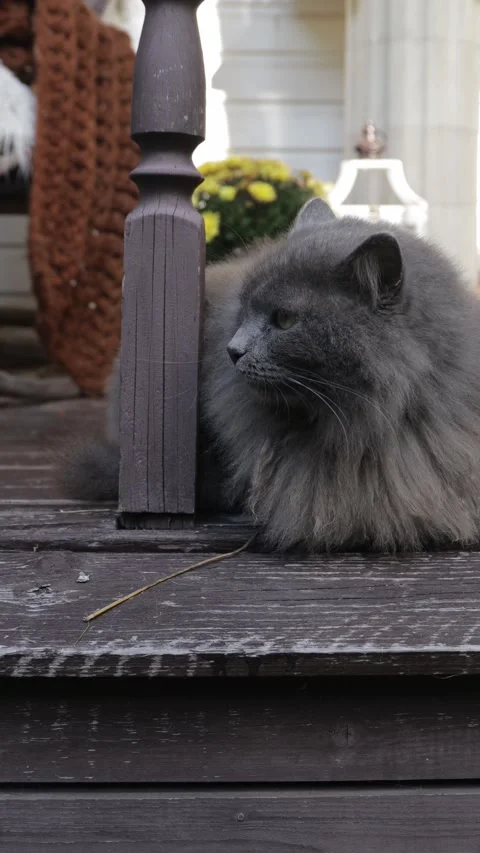 Fluffy Gray Cat Sitting in Cozy Autumn Interior, Vertical Lifestyle Video Stock Footage 346640122