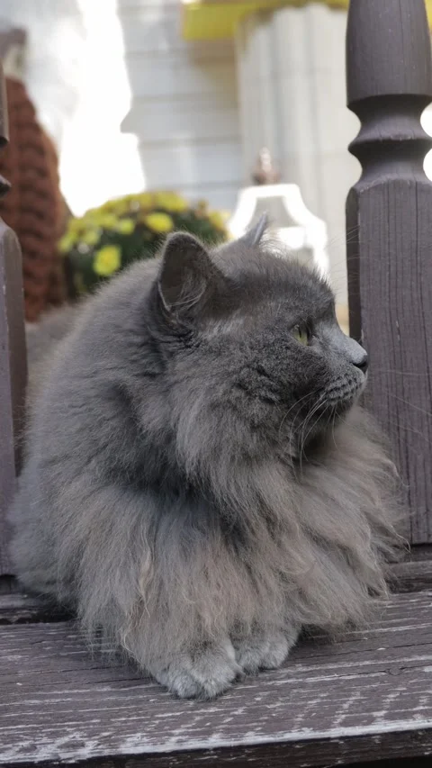 Fluffy Gray Cat Sitting in Cozy Autumn Interior, Vertical Lifestyle Video Stock Footage 346640125