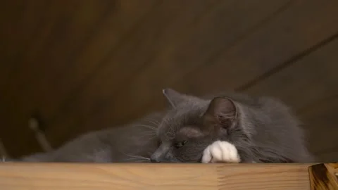 Fluffy gray cat sleeps in attic wooden house. Gray cat with white paws hid attic Stock Footage 220287138