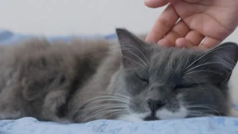 A fluffy gray cat sleeps on the bed, his mistress strokes him on the soft fur Stock Footage 162915704