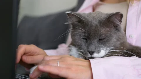 Fluffy gray cat sleeps peacefully in arms of hostess who is typing on keyboard Stock-Footage 220188358