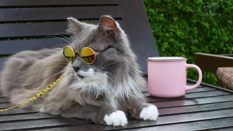 Fluffy gray cat in sunglasses is sunbathing by pool while on vacation. Rest of Stock Footage 233191219