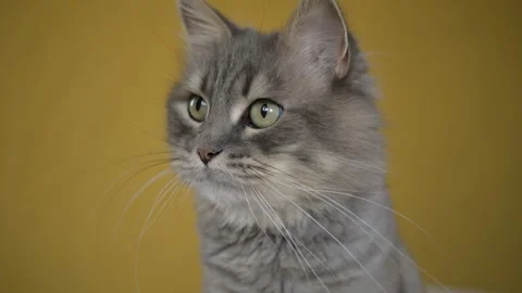 Fluffy gray cat tracking toy Stock Footage 269351726
