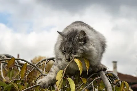 Fluffy Gray Cat on Tree Stock Photos