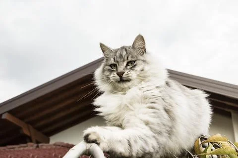 Fluffy Gray Cat on Tree Stock Photos