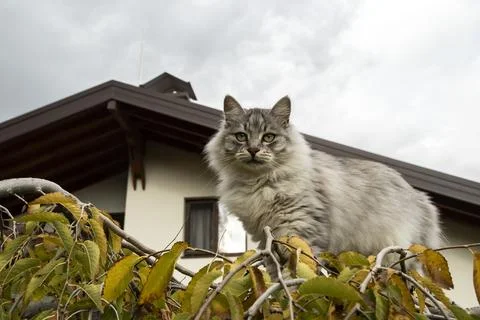Fluffy Gray Cat on Tree Stock Photos