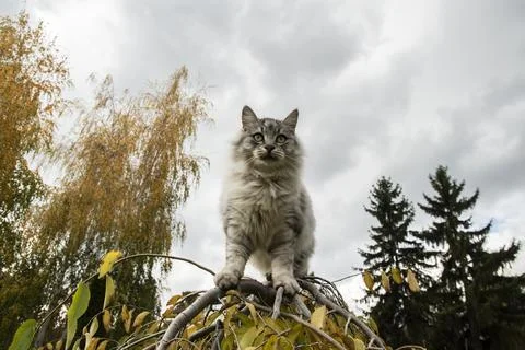 Fluffy Gray Cat on Tree Stock Photos