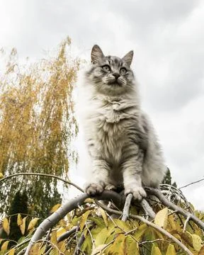 Fluffy Gray Cat on Tree Stock Photos