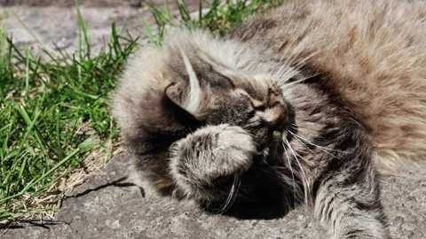 Fluffy gray cat washing itself and licking its paw while lying on a ground. Stock Footage 312676898