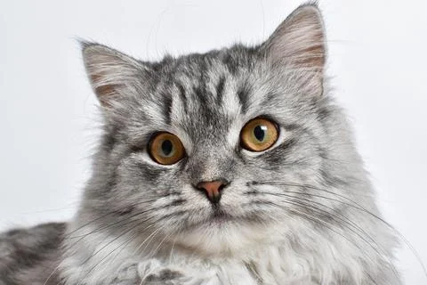 With a fluffy gray cat on a white background. A place to copy Stock Photos