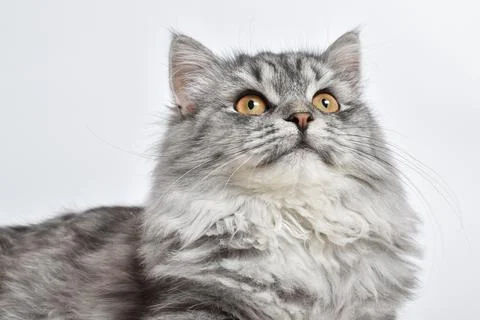 With a fluffy gray cat on a white background. A place to copy Stock Photos
