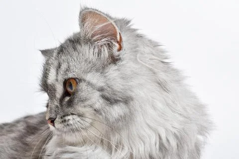 With a fluffy gray cat on a white background. A place to copy Stock Photos