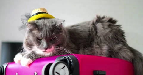 Fluffy gray cat with white paws and a charming straw hat rests on a vibrant pink Stock Footage 307553136