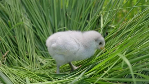 Fluffy gray chick walks through green grass. Chick represents early poultry Video stock 343127170
