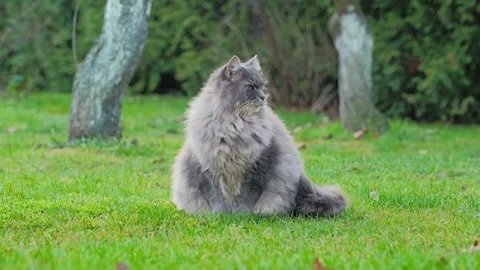 Fluffy Gray Farm Cat Scratching Neck on Green Lawn in Slow Motion Stock Footage 338430552