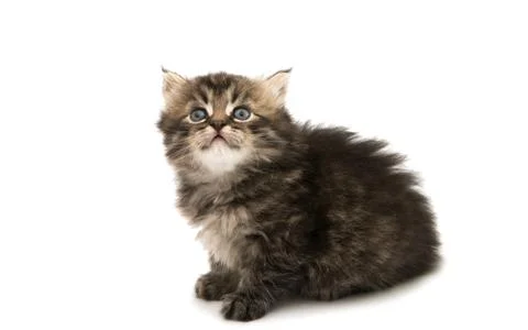 Fluffy gray kitten Stock Photos