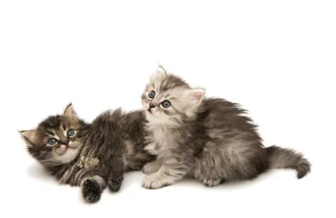 Fluffy gray kitten Stock Photos