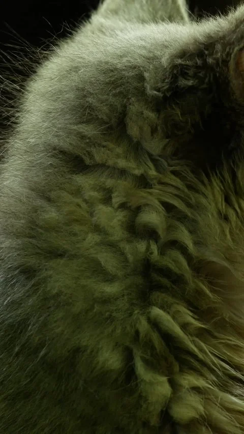 A fluffy gray kitten on a summer day sits and looks forward and around Stock Footage 348166285