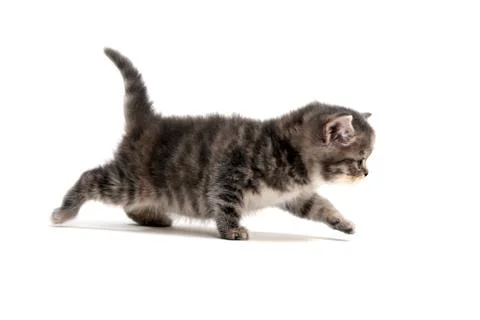 Fluffy gray kitten on a white background Stock Photos