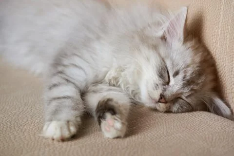 Fluffy gray kitty sleep on sofa Stock Photos