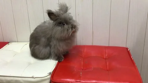 Fluffy Gray Lionhead Angora Rabbit Sitting Peacefully Stock Footage 327175260