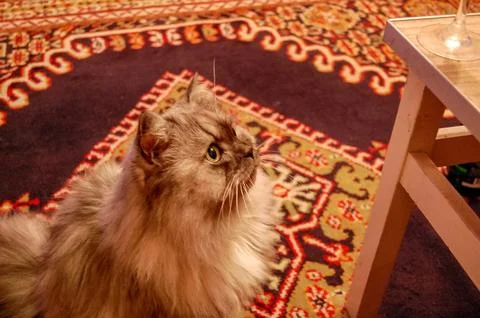 Fluffy Gray Long-Haired Cat Sitting on Patterned Rug Stock Photos