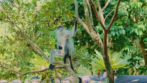 Fluffy gray monkey eating and climbing on tree branch in jungle Stock Footage 339793425