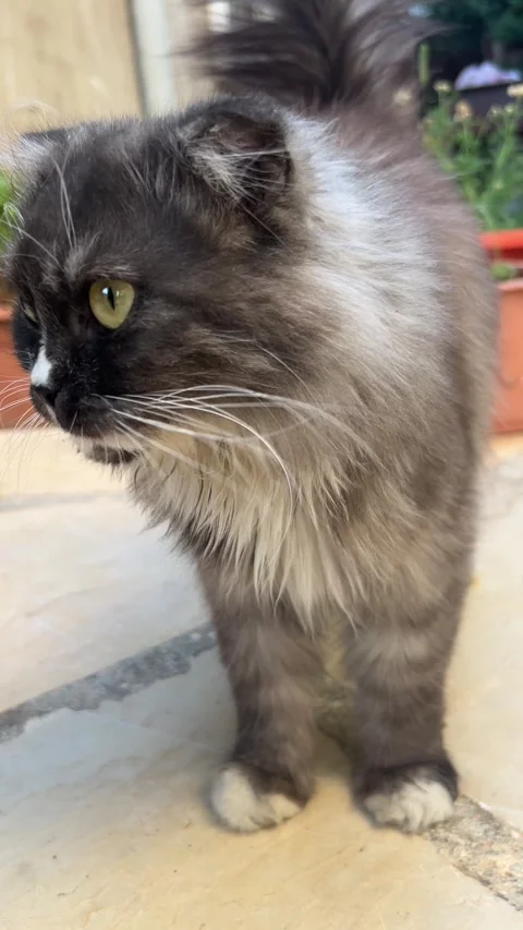 Fluffy Gray Persian Cat with Yellow Eyes Outdoors 4K Stock Footage 345059828