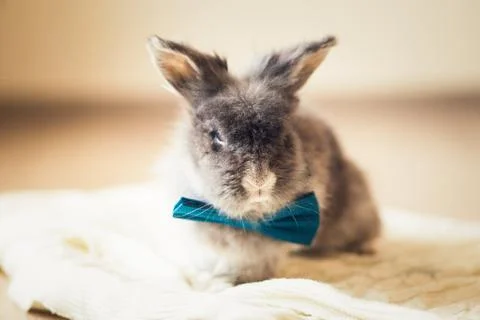 Fluffy gray rabbit with blue bow tie Stock Photos