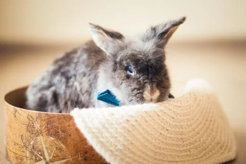 Fluffy gray rabbit with blue bow tie Foto stock
