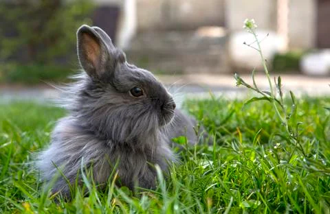 Fluffy gray rabbit on the grass Stock Photos