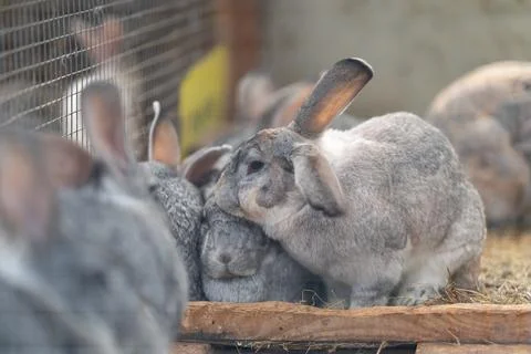 Fluffy gray rabbit pair nuzzling in rustic hutch, soft hay bedding, ear conta Stock Photos