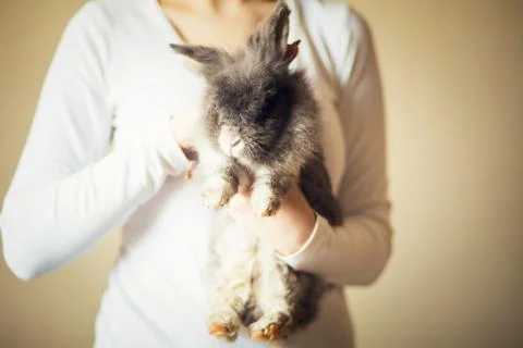 Fluffy gray rabbit in somebody's hands, close up Stock Photos
