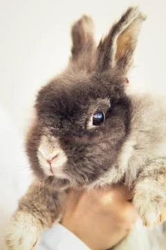 Fluffy gray rabbit in somebody's hands, close up Stock Photos