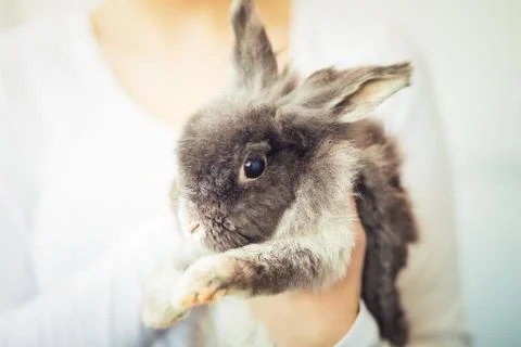 Fluffy gray rabbit in somebody's hands, close up Stock Photos