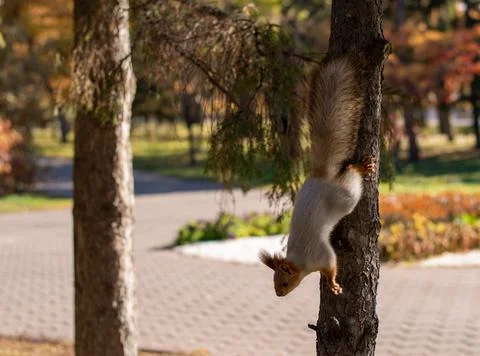 A fluffy gray squirrel with red ears. Stock Photos