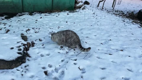 A fluffy gray striped cat poops in the snow. Concept: Pets Stock Footage 234068774